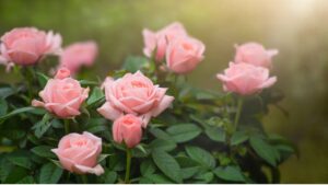 Embracing the Elegance of Pink Flowers in Your Garden With 25 Different Flowers