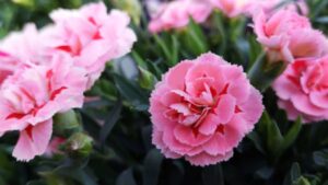 Embracing the Elegance of Pink Flowers in Your Garden With 25 Different Flowers