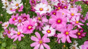 Embracing the Elegance of Pink Flowers in Your Garden With 25 Different Flowers