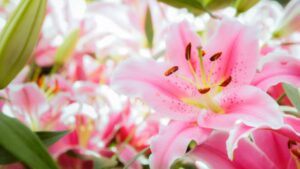 Embracing the Elegance of Pink Flowers in Your Garden With 25 Different Flowers