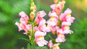 Embracing the Elegance of Pink Flowers in Your Garden With 25 Different Flowers