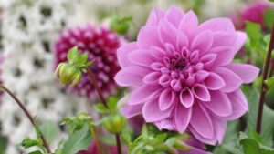 Embracing the Elegance of Pink Flowers in Your Garden With 25 Different Flowers