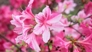 Embracing the Elegance of Pink Flowers in Your Garden With 25 Different Flowers