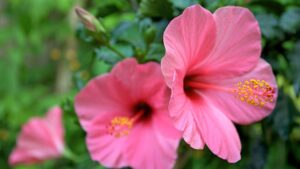 Embracing the Elegance of Pink Flowers in Your Garden With 25 Different Flowers