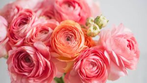 Embracing the Elegance of Pink Flowers in Your Garden With 25 Different Flowers