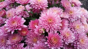 Embracing the Elegance of Pink Flowers in Your Garden With 25 Different Flowers