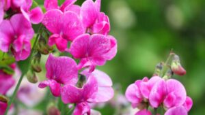 Embracing the Elegance of Pink Flowers in Your Garden With 25 Different Flowers