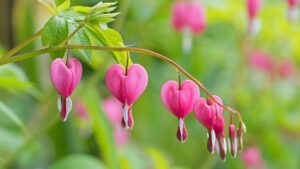 Embracing the Elegance of Pink Flowers in Your Garden With 25 Different Flowers