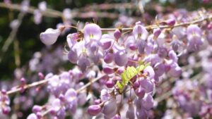 Embracing the Elegance of Pink Flowers in Your Garden With 25 Different Flowers