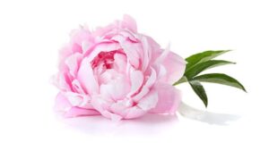 Blooming Elegance With Crafting the Perfect Peony Flower Bouquet for Every Occasion