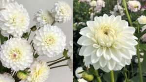 Elegance of White Dahlia and Mexico's Treasured Bloom