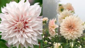 Elegance of White Dahlia and Mexico's Treasured Bloom