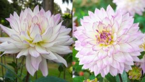 Elegance of White Dahlia and Mexico's Treasured Bloom