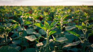 Soybean Plant: A Versatile Legume with Culinary and Nutritional Significance