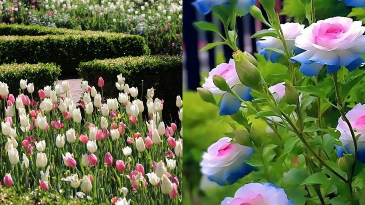 Pink and White Flowers