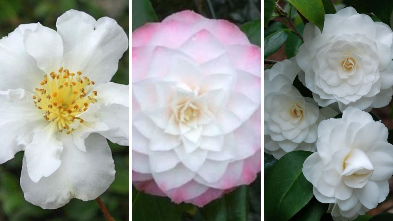 White Camellia