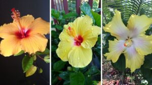 Yellow Hibiscus