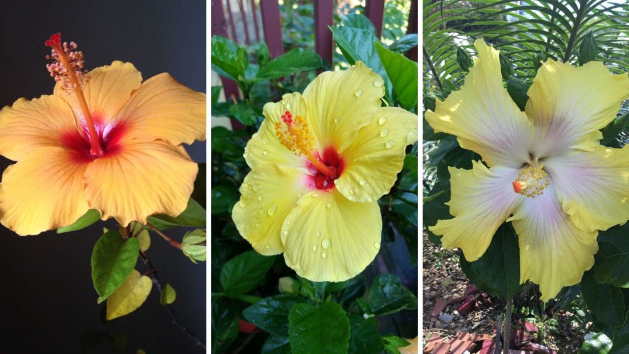 Yellow Hibiscus - (Image Credit / Pinterest)