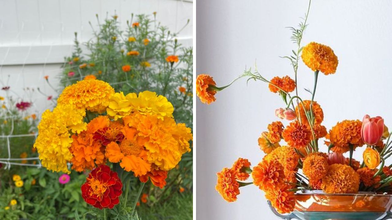 Marigold Flower Bouquet, Marigold Bouquet
