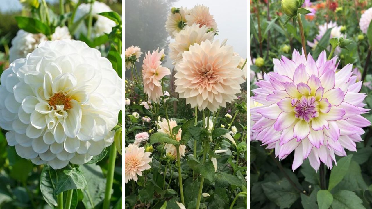 White Dahlia