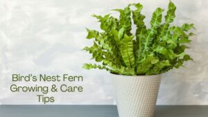 Bird’s Nest Ferns Care: A Guide to Growing and Nurturing Asplenium nidus