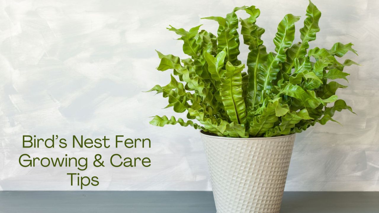 Bird’s Nest Ferns