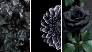 Enchanting Your Garden 10 Plants with Mysterious Black Flowers