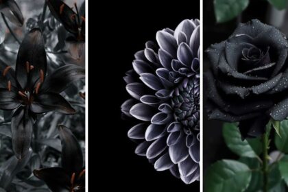 Enchanting Your Garden 10 Plants with Mysterious Black Flowers