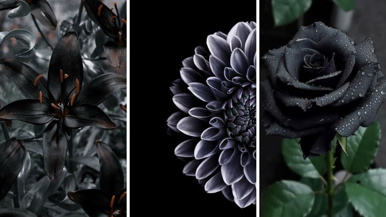  Black Flowers - Image Credit / Pinterest