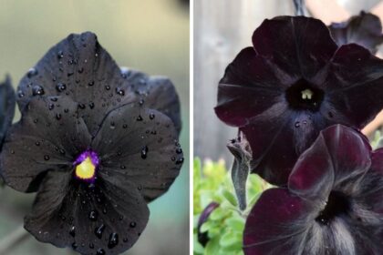 Black Pansy History, Types And Care Tips
