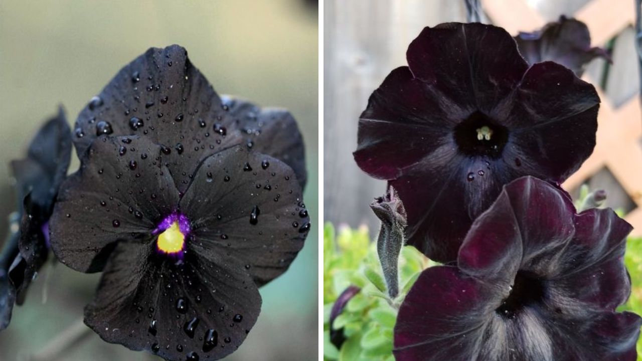 Black Pansy Flowers - Image Credit / Pinterest