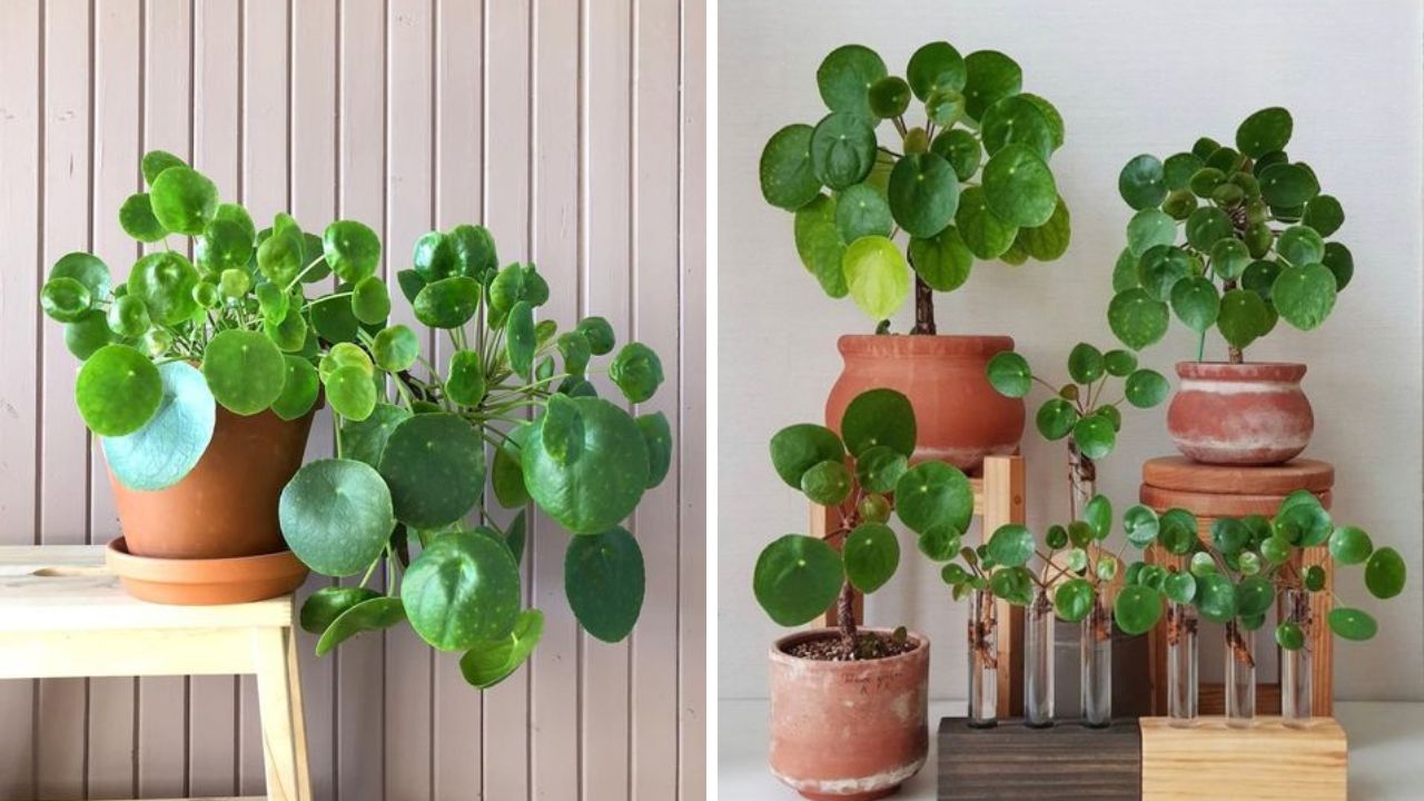 Chinese Money Plant - Image Credit / Pinterest