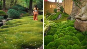 Where To Plant Moss In Your Garden And How To Do It Correctly