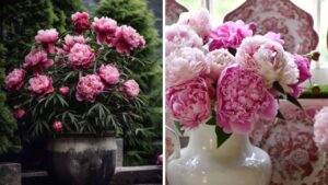 Growing Beautiful Peonies In Pots