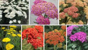 Top 10 Best Yarrow Varieties For Your Garden