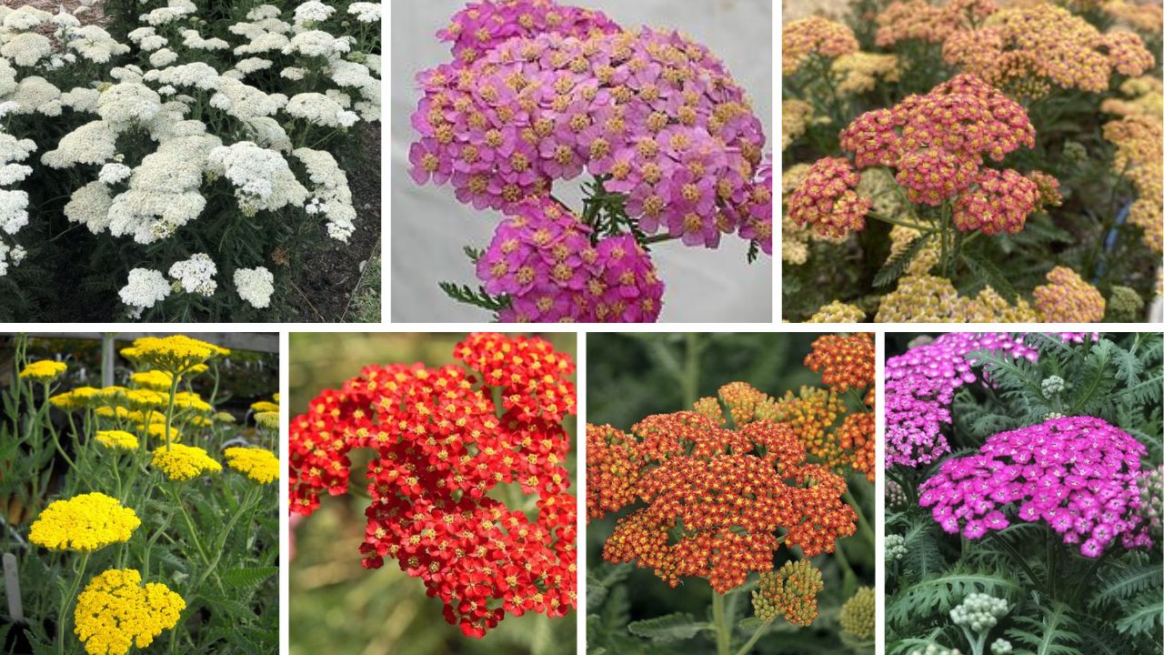 Best Yarrow Varieties For Your Garden - Image Credit / Pinterest