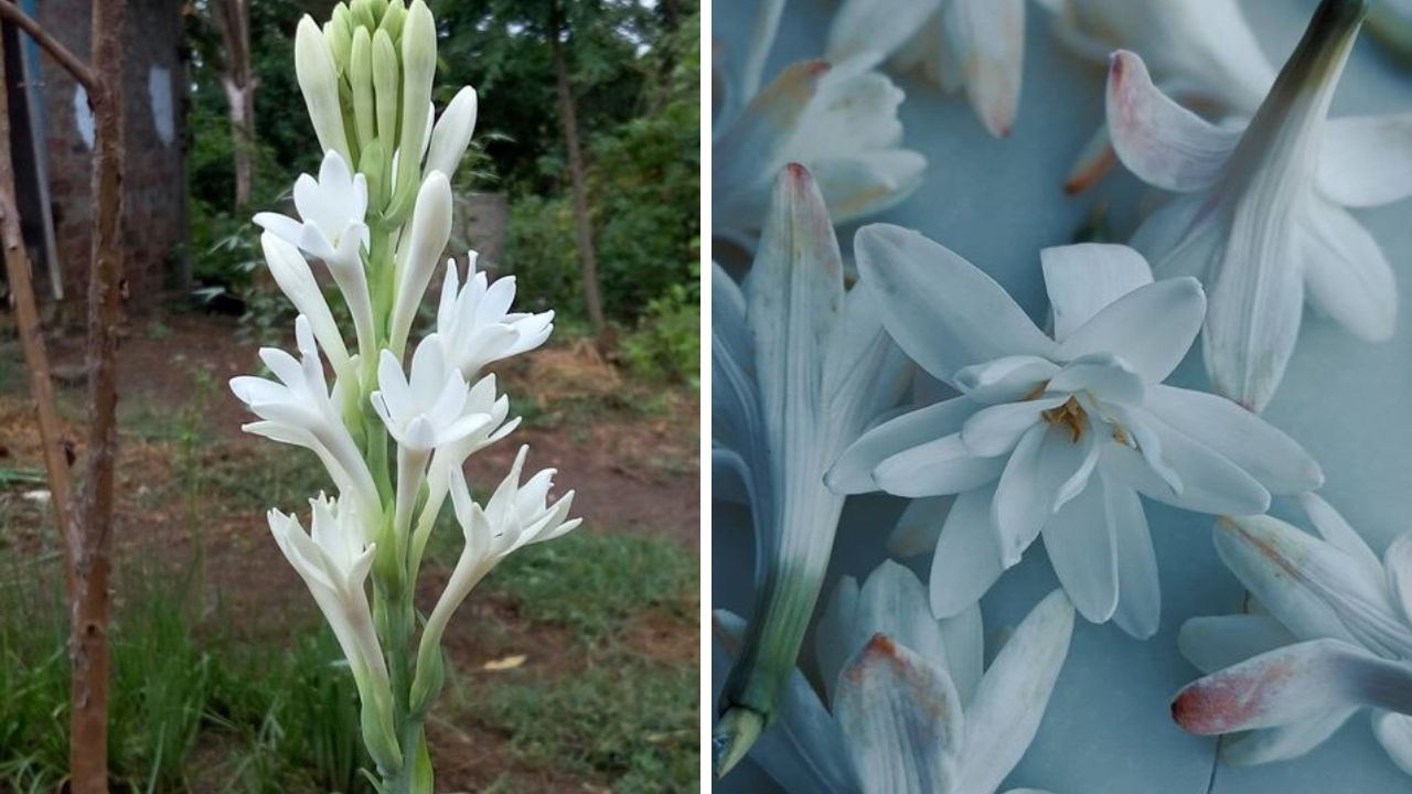 Tuberose - Image Credit / Pinterest