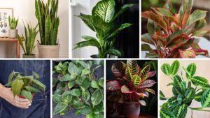 Top 10 Houseplants with Fun Foliage