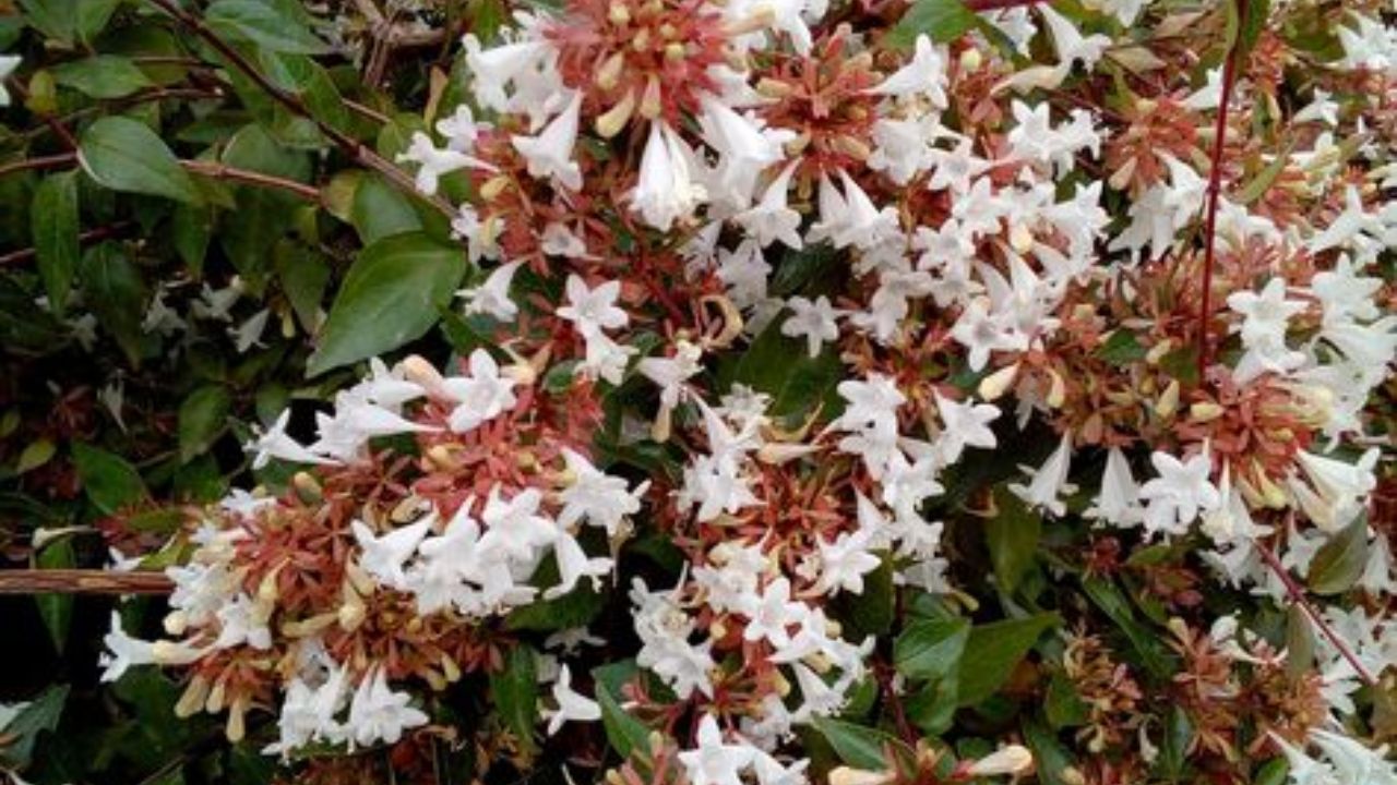 Abelia