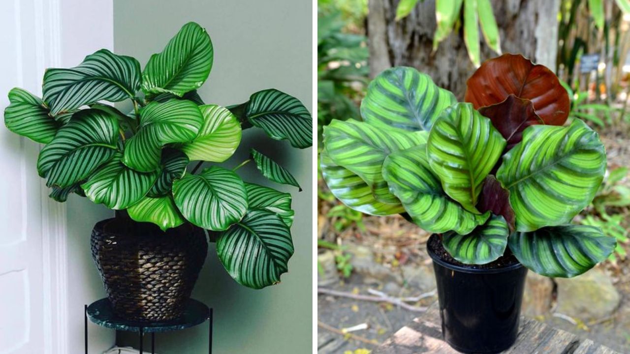 Calathea Orbifolia - Image Credit / Pinterest