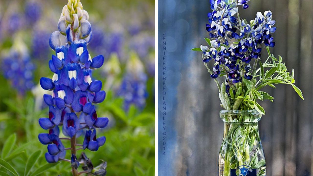 Texas Bluebonnet - Image Credit / Pinterest