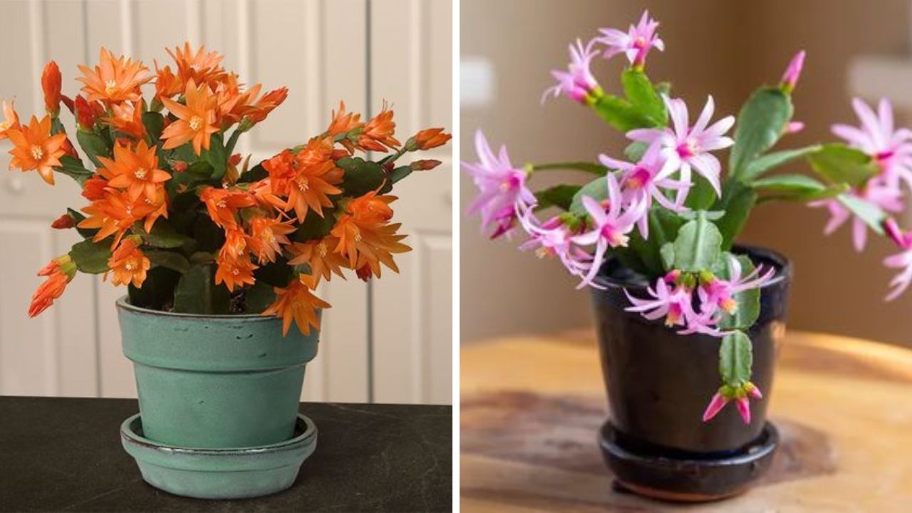 Easter Cactus - Image Credit / Pinterest