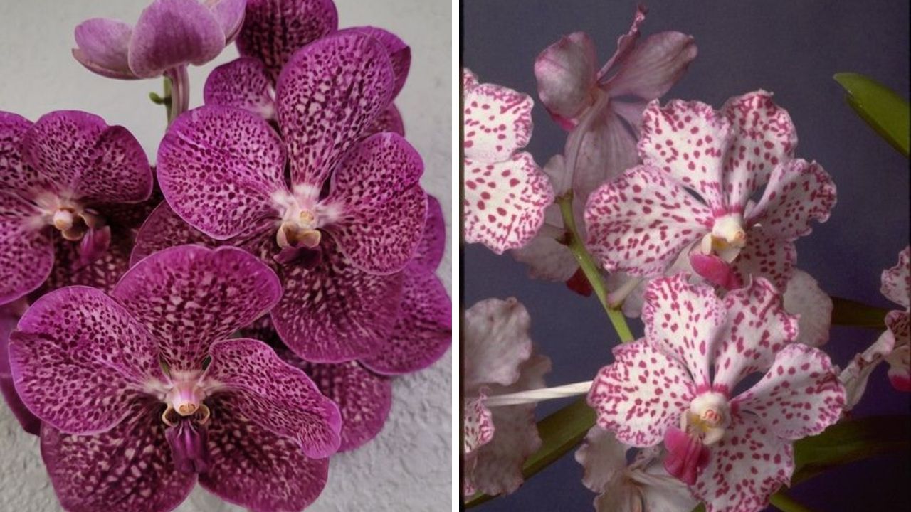 Vanda Orchid