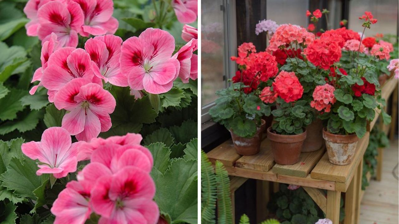 Geranium Flower