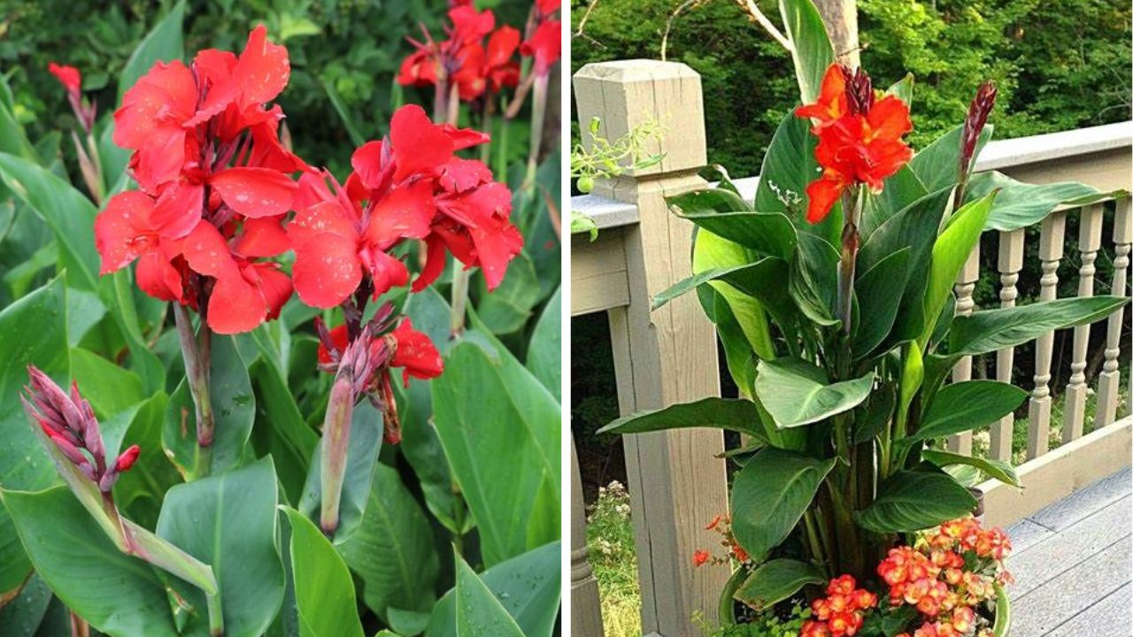 Canna Lily - Image Credit / Pinterest