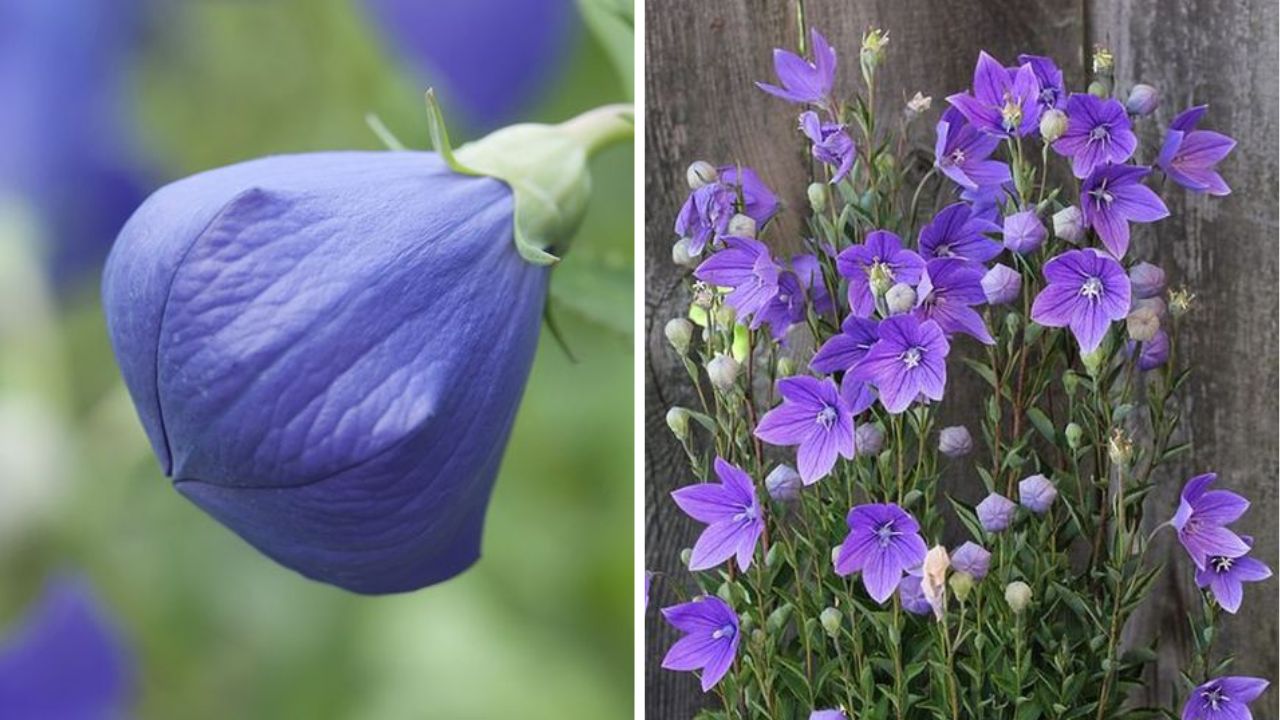 Balloon Flower - Image Credit / Pinterest 