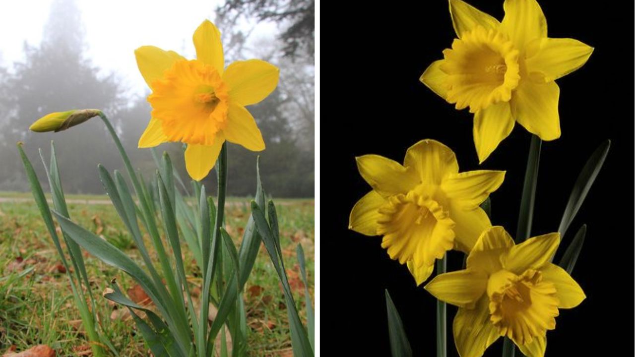 Daffodil Flower - Image Credit / Pinterest  