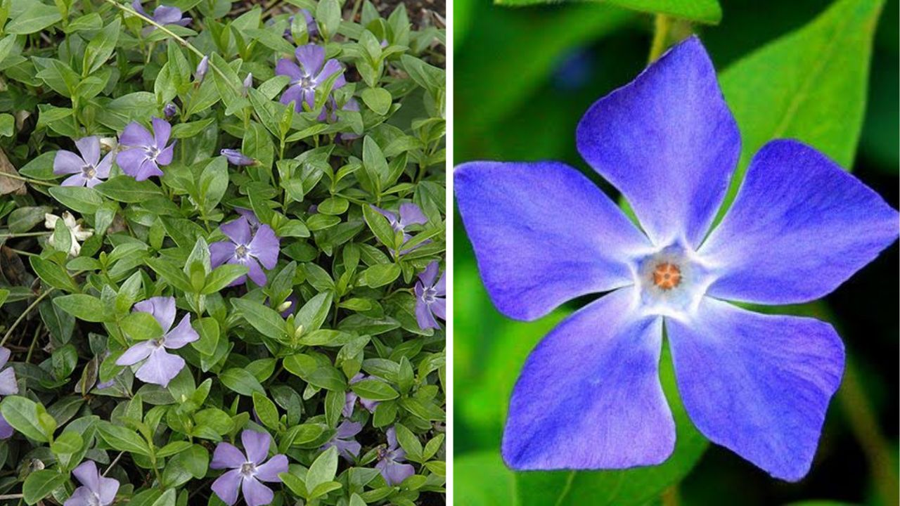 Periwinkle - Image Credit / Pinterest 