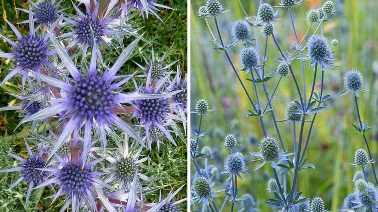 Eryngium (Sea Holly) - Image Credit / Pinterest 