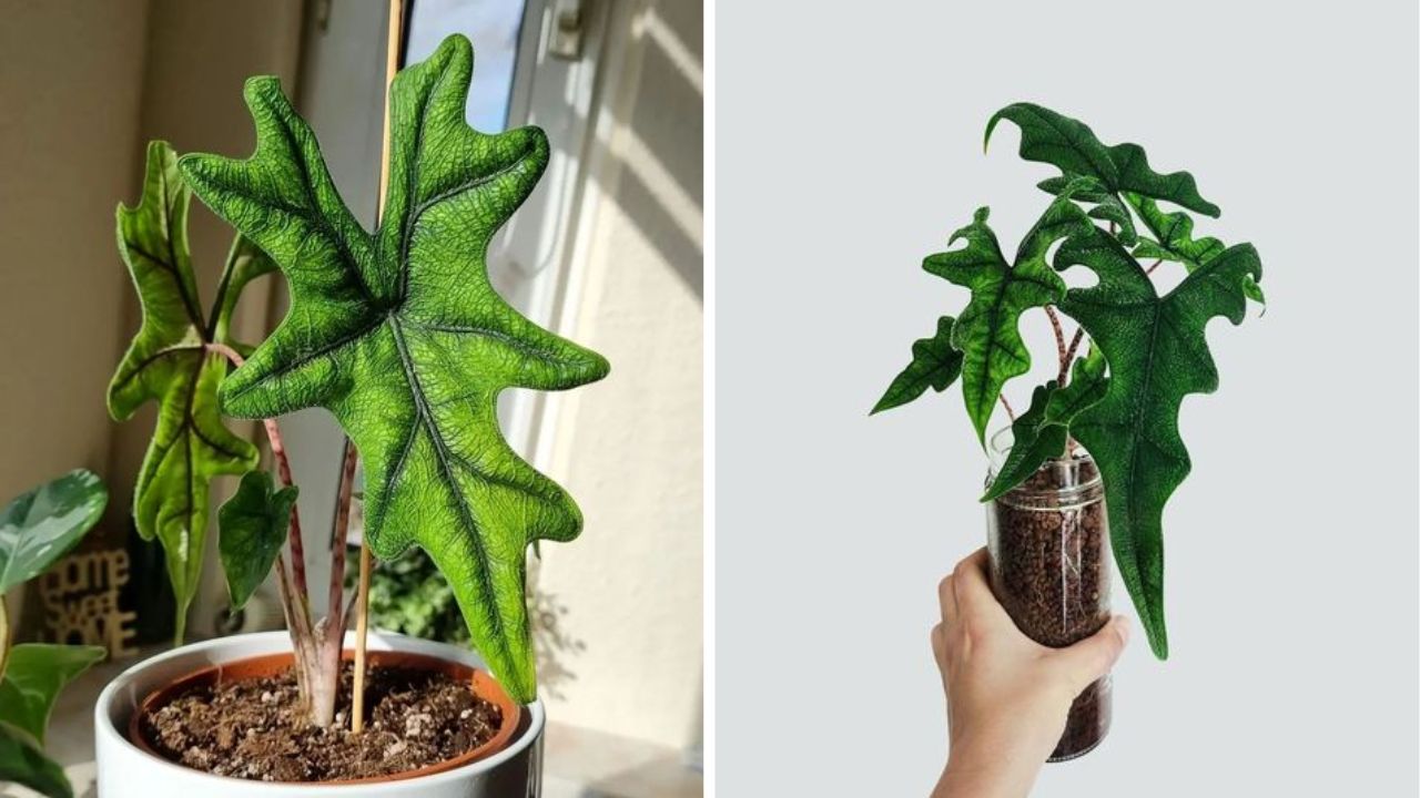 Alocasia Jacklyn